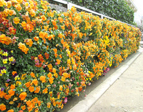 gardencrete_55.jpg