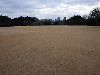 新宿御苑の休眠中の野芝　2026年2月20日撮影